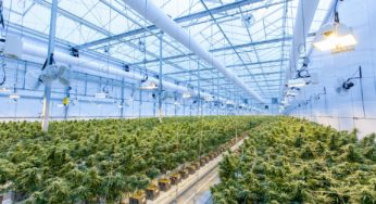 Uruguayan businessmen see a bright future for the cannabis sector