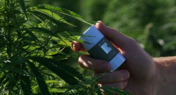 Israel’s cannabis products are showing incorrect THC data