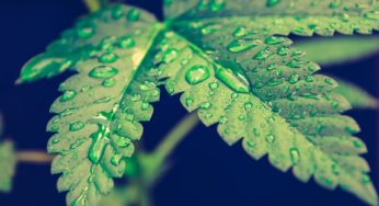 Costa Rica’s cannabis bill will focus on production to stimulate the economy