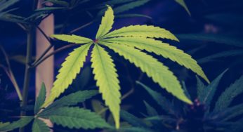 Colombian companies are struggling due to the current cannabis regulatory framework