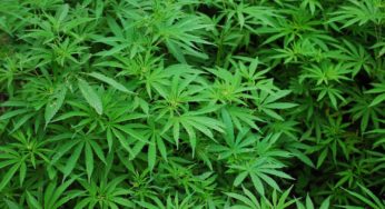 Colombian congressman authors initiative aimed at legalizing cannabis