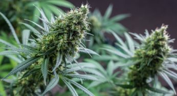 Hemp legalization could be the start of an economic revolution in Colombia
