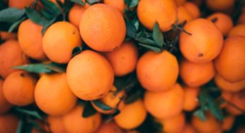 The town of San Pedro is shifting from oranges to develop its cannabis industry