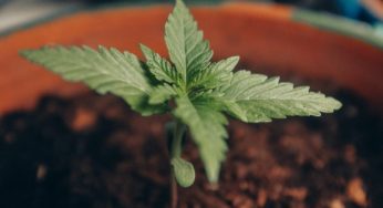 Tropizen expands in Puerto Rico to tackle sharp increase in demand for cannabis