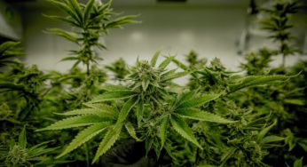 Hemp is a versatile material with cross-sector impacts