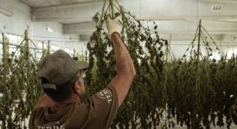 Catalonia is experiencing an exponential growth in hemp plantations