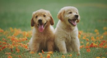 Are cannabis and CBD safe for your pets?