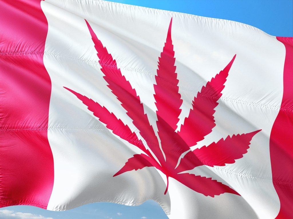 Producing cannabis in Canada: how do growing licenses work?