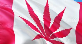 Producing cannabis in Canada: how do growing licenses work?