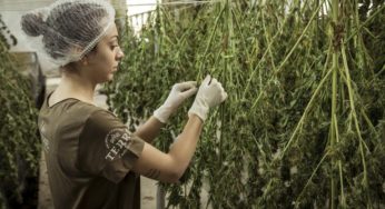 The use of cannabis could reduce the risk of cancer