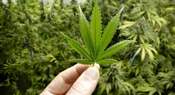 Discovering new and better cannabis varieties with genetics