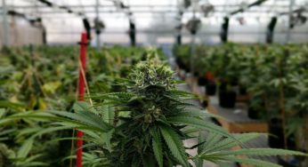 Cannabis crops, a laboratory and 9 greenhouses for Argentina’s first medical cannabis company