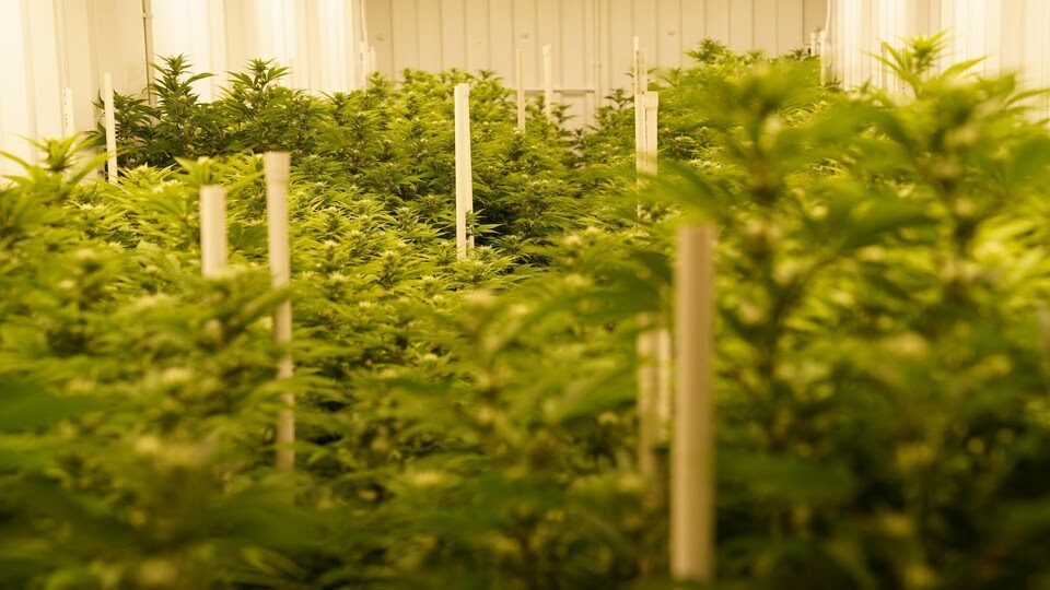The annual production of Parkland Flower cannabis farm could reach 350 kg