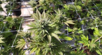 Proyecto Cáñamo formed to provide education on hemp