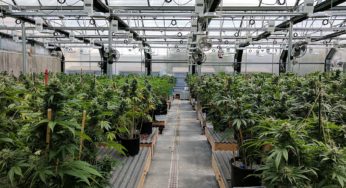 Top 10 cannabis companies of 2020