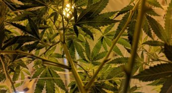 Science and investment: cannabis sector summits in Colombia