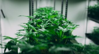 Cannabis suppliers announced in France: Aurora and Tilray