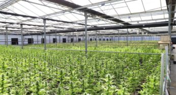 Mexico poised to become the largest legal cannabis market in the world