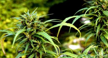 Uruguay tries to settle its cannabis over-stock problem