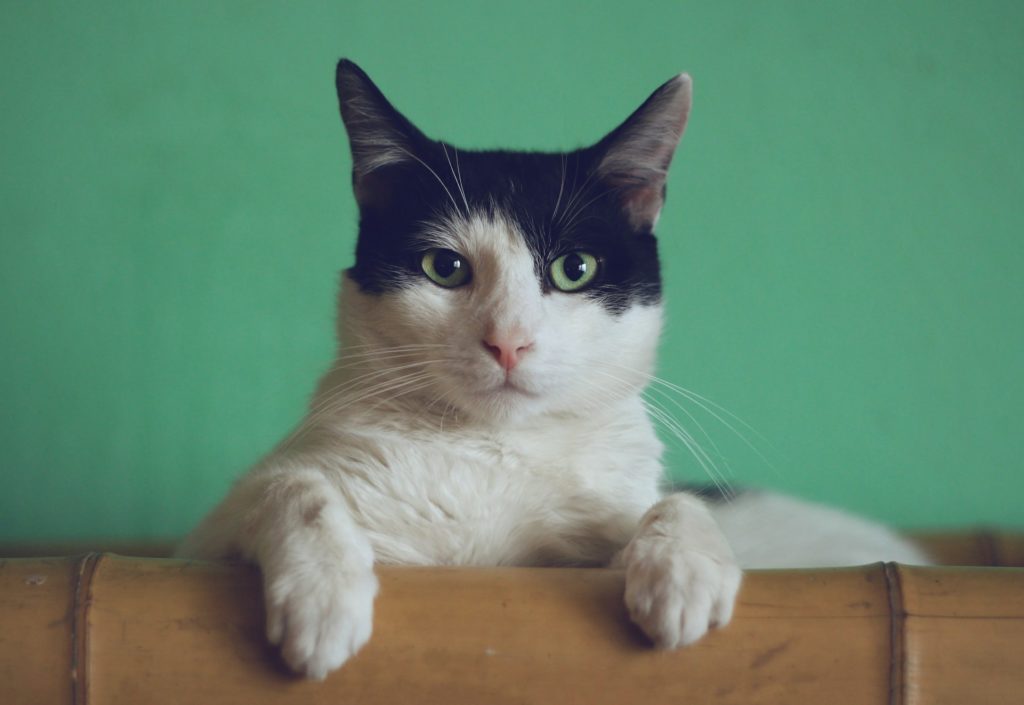 Can therapeutic cannabis help cats?