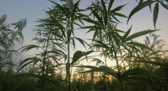 The legalization movement for cannabis is gaining momentum in the US