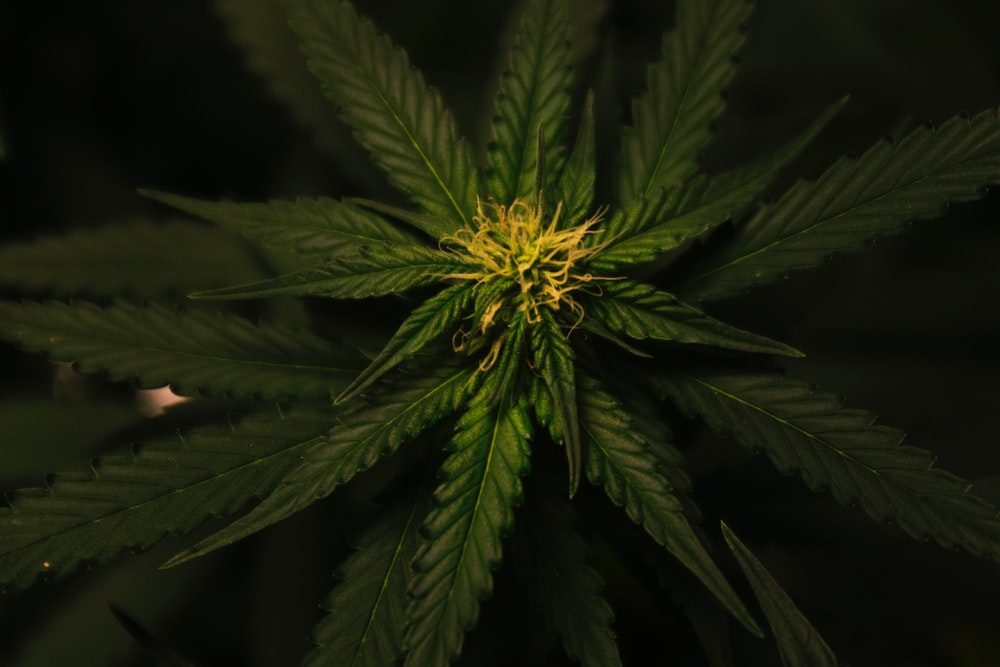 Towards the production of therapeutic cannabis in Guadeloupe