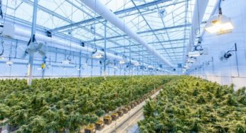 The impending legalization of CBD in France has the entrepreneurial world rearing to go