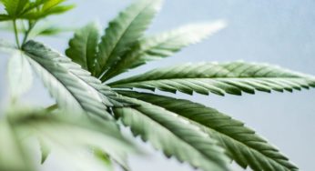 How does cannabis legalization change the illegal drug market?