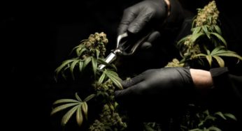 Cannabis Research in Biotechnology