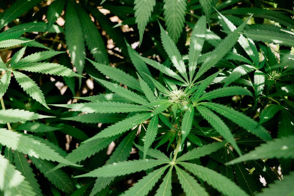 Cannabis Trials Begin in California