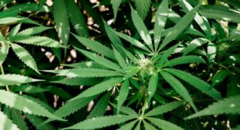 Cannabis Trials Begin in California