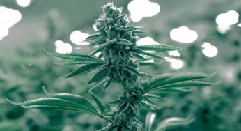 Cannabis: the soybean of the future?