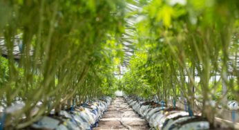 Argentina’s Cannabis and Industrial Hemp Bill Enters the Senate