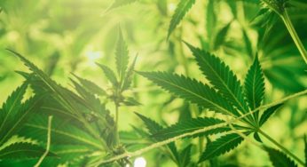 Spanish Congress comparative study on legalization of cannabis for medicinal purposes