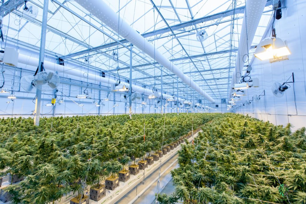 Cannabis industry expected to generate 10,000 jobs by 2025