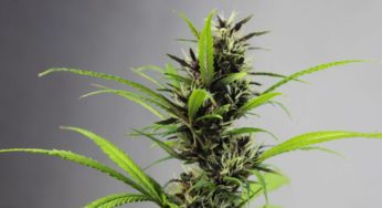 A Breakthrough for Cannabis in Colombia?