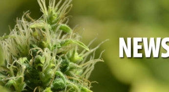 Cannabis: Fundamental Swiss Research Opens Doors to a Billion-Dollar Business