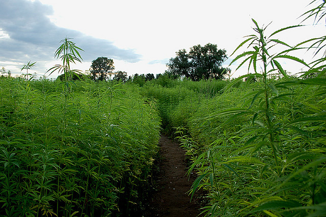 Hemp, a Potential Asset for Environmental Protection