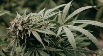Cannabis in Morocco: A Future Major Exporter of Green Gold?