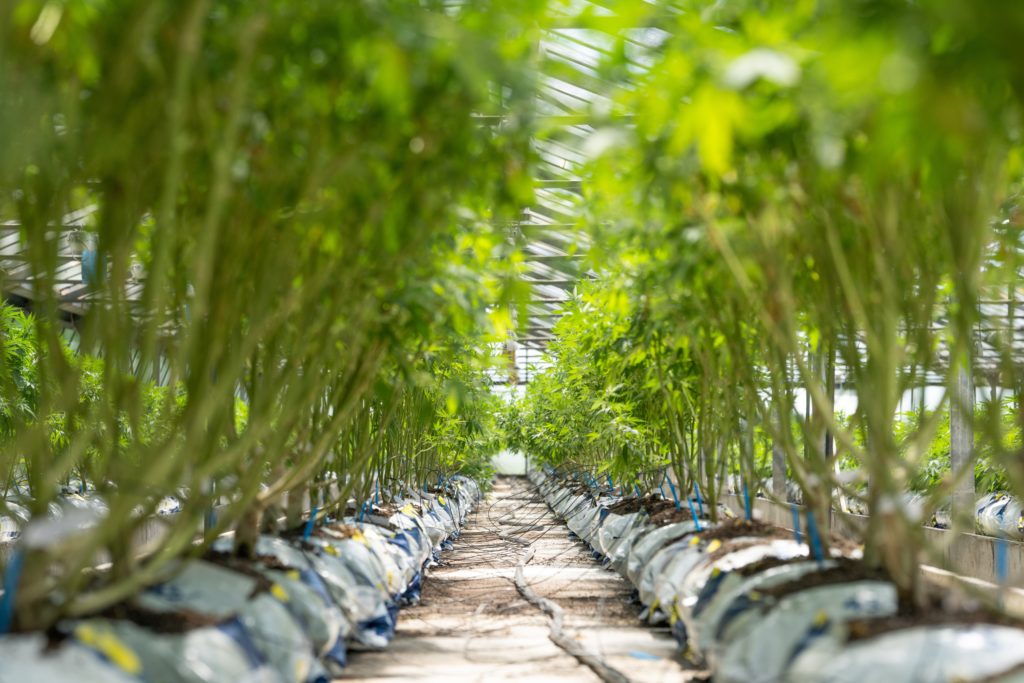 Experimental Cultivation Allowed: Ten Uses for Industrial Cannabis