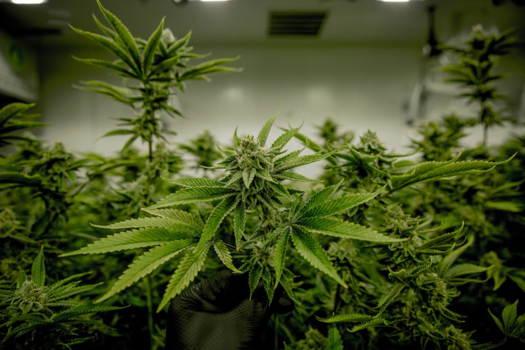 Sante Fe Teams up with Argentina Agritech to research the medicinal use of Cannabis