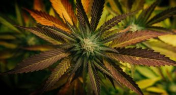 Cannabis Bill: Justice now Offers Guarantees