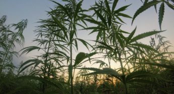 Hemp: new opportunities for French farmers?