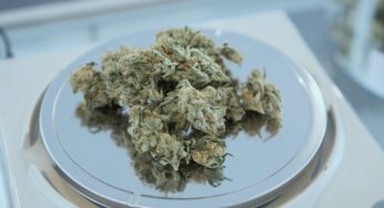 France Will Soon Authorise CBD Production, Limiting Use
