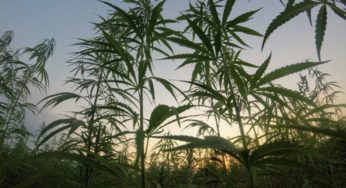 Morocco: Is Cannabis the New Green Gold?