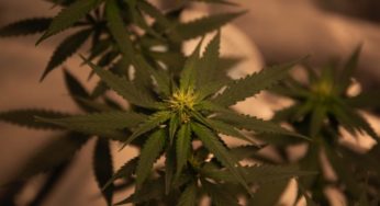 Therapeutic Cannabis: The Challenges of a Growing Market