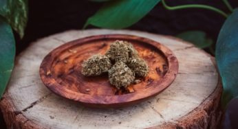 CBD: Everything You Need or Want to Know