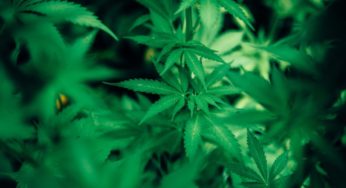 Cannabis in Morocco: A Future World Leader in This Field