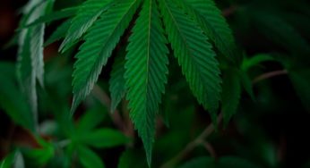 In Argentina, Cannabis is growing much faster than the government claims