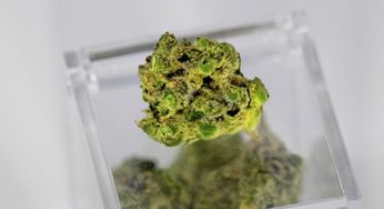 Medical Cannabis: France to Experiment for Two Years
